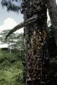 French Polynesia, tree oozing resin in Papeete