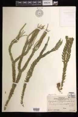 Phlegmariurus phlegmaria