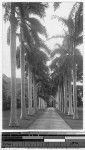 Road lined by palm trees, Hawaii, ca. 1920-1940