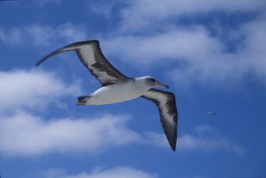 Laysan albatross flying in air