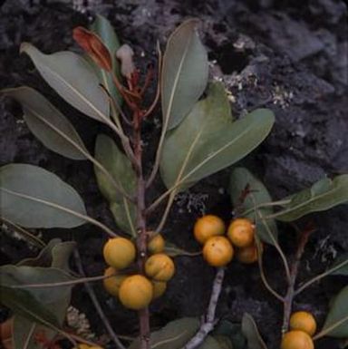 [Colubrina close-up at Kaʻūpūlehu, United States]