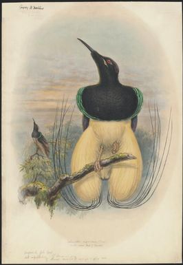 Seleucides nigricans Shaw, Twelve-wired bird of paradise, original by John Gould but unpublished [William Matthew Hart]