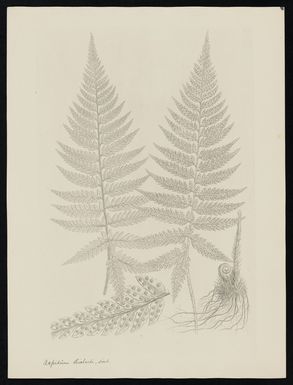 Parkinson, Sydney, 1745-1771: Aspidium richardi, Hook. [Polystichum richardii (Dryopteridaceae) - Plate 575]