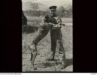 NEW GUINEA. C. 1944-02. THE ADJUTANT OF NO. 24 (VULTEE VENGEANCE) DIVE BOMBER SQUADRON RAAF, FLIGHT LIEUTENANT R. N. WOOLHOUSE, HAWKSBURN, VIC, CLAIMS HIS GREAT DANE IS THE BIGGEST DOG IN NEW ..