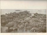 Recif Corallien : Aspect de la surface d'un recif-barriere, a maree basse (Polynesia)