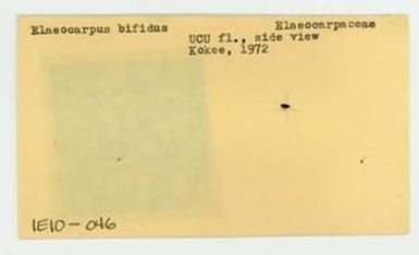 [Elaeocarpus bifidus in Hawaii, envelope IE10-046]
