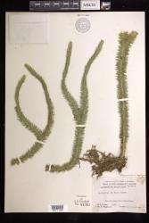 Phlegmariurus squarrosus