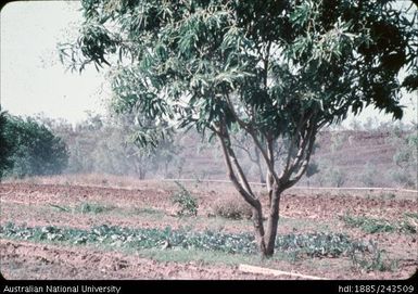 Landscape, Roper River