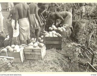 TAMIGUDU, NEW GUINEA. 1944-05-12. NATIVES PACK FRUIT GROWN AT NATIVE GARDENS INTO CONTAINERS FOR TRANSPORTATION BY BARGE. THE BARGE, CHARTERED FROM LAE BY THE AUSTRALIAN ARMY SERVICE CORPS, ..