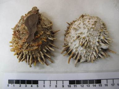 shells