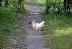 Chicken with feather direction reversed