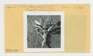 [Kīlauea in Hawaii, envelope IE32-295]
