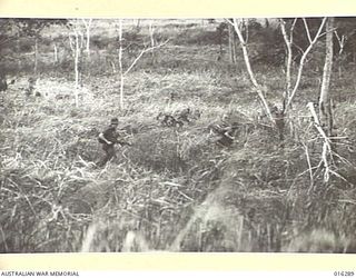 NEW GUINEA. 20 DECEMBER 1943. AUSTRALIAN INFANTRY OF 29TH/46TH BATTALION ADVANCING THROUGH THE TALL KUNAI GRASS IN CLOSE SUPPORT OF TANKS ADVANCING AGAINST JAPANESE POSITIONS IN WELL DEFENDED ..