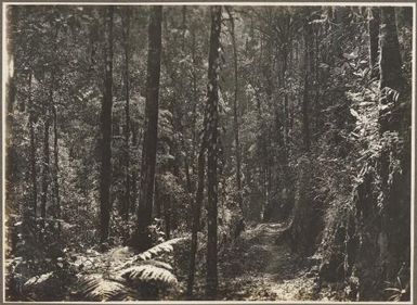 The Mission Road near Mafulu / Frank Hurley