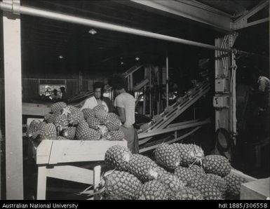 Pineapple cannery