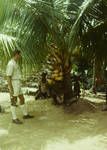 Young coconut palms, Wewak area, 1964