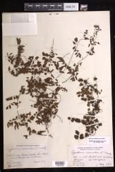 Lygodium microphyllum