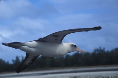 Laysan albatross flying