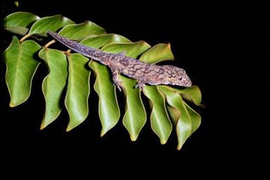 Gecko sp.