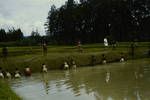 Government fish pond farming research near Mt Hagen (gold and silver carp), [Papua New Guinea], Feb 1961
