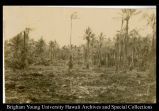 An old coconut tree grove