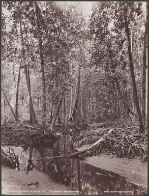 A mangrove swamp near Regi, Ysabel, Solomon Islands, 1906, 2 / J.W. Beattie