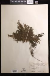 Abrodictyum dentatum