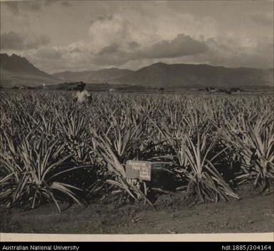 Molasses and coral sand, manuring trial