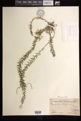 Phlegmariurus phlegmaria