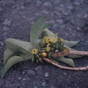 [Nothocestrum breviflorum from Pu’u Wa’awa’a Cone Trail, United States]