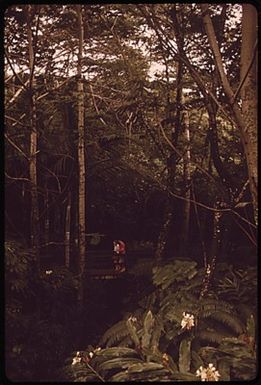 PARADISE PARK, A COMMERCIAL ENTERPRISE DESIGNED TO DISPLAY SOME OF THE NATURAL BEAUTY OF THE ISLAND, IS IN A CONSERVATION DISTRICT WHICH IS PRIMARILY FOREST AND WATER RESERVE LAND. THE STATE DEPARTMENT OF LAND AND NATURAL RESOURCES CONTROLS LAND USE IN "CONSERVATION" ZONES