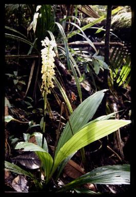 Orchid at 900 m