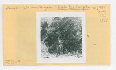 [Viola tracheliifolia in Hawaii, envelope IE25-119]