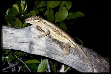 Rhacodactylus auriculatus