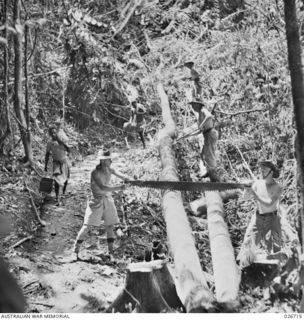PAPUA. 1942-09. SAPPERS OF THE 2/6TH FIELD COMPANY, ROYAL AUSTRALIAN ENGINEERS, FELLING AND SAWING TREES WITH WHICH TO BRIDGE SMALL CREEKS ALONG THE TRACK THROUGH THE VALLEY ON THE WAY TO KOKODA. ..