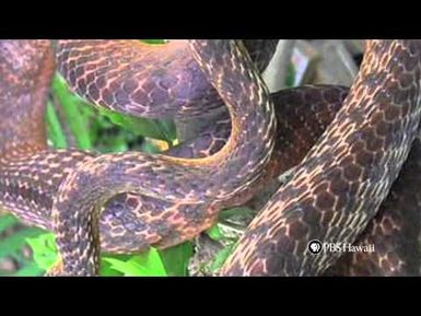 PBS Hawaii - HIKI NŌ Episode 422 | Waipahu Intermediate School | Invasive Species