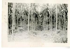 [Forest in Guadalcanal]