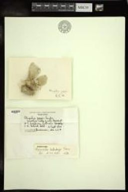 Avrainvillea hollenbergii