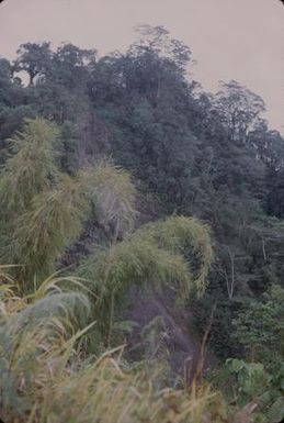 [Unidentified plants from Saruwaged Range, Papua New Guinea]