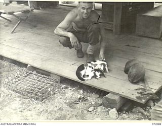 MILNE BAY, NEW GUINEA. 1944-04-06. NX108041 SERGEANT A.J. CHARD (1), WITH THE BLACK AND WHITE CAMP MASCOT AND HER NEW FAMILY OF FOUR KITTENS