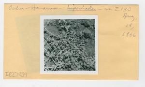 [Lipochaeta in Hawaii, envelope IE27-239]
