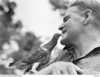 SX35393 Lance Sergeant Vincent Blanden, 7th Pigeon Section attached B Corps, Corps of Signals, feeding one of his favourite pigeons in front of one of the unit lofts in the Tsimba area on ..