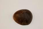 Coconut shell