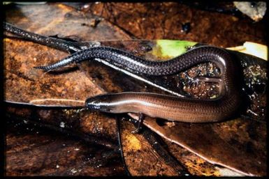 Graciliscincus shonae
