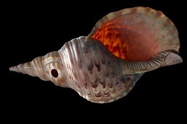 Conch Shell