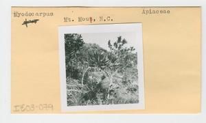 [Myodocarpus in New Caledonia, envelope IE03-079]