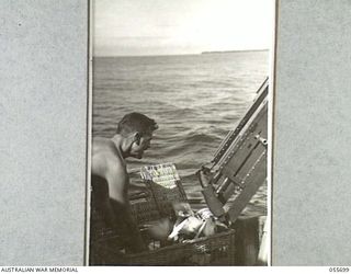 MOROBE, NEW GUINEA. 1943-08-15. QX5202 ACTING SERGEANT S. G. BONNELL OF THE 1ST AUSTRALIAN WATER TRANSPORT GROUP (SMALL CRAFT) ROYAL AUSTRALIAN ENGINEERS RELEASING CARRIER PIGEONS FROM THE DECK OF ..