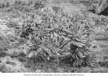 Kiljen bush flourishing on Eniwetok Atoll, summer 1949