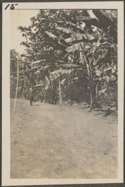 Banana plants on side of road, New Britain Island, Papua New Guinea, approximately 1916