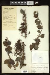 Medinilla lysipetala